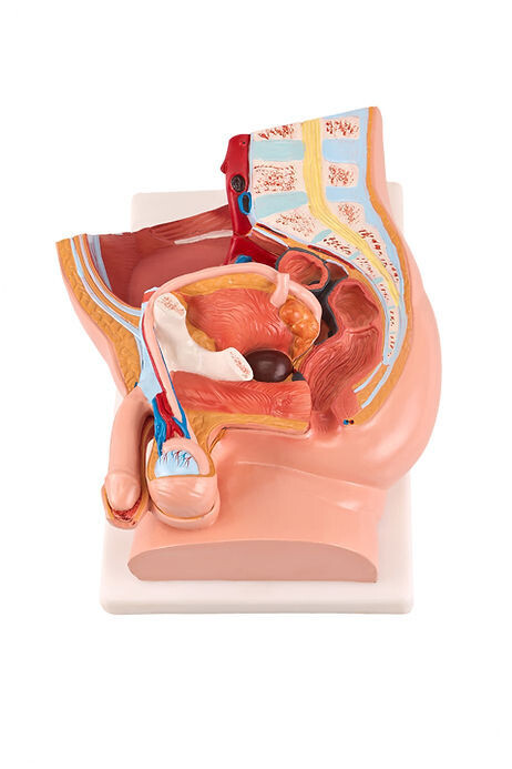 Anatomisches Modell &quot;Urologie&quot;