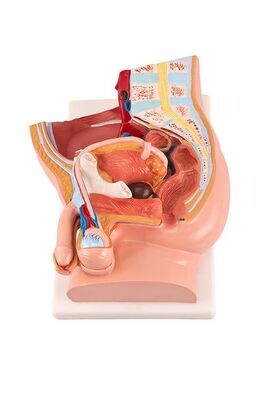 Anatomisches Modell &quot;Urologie&quot;