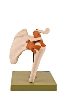 Anatomisches Modell "Schulterknochen"