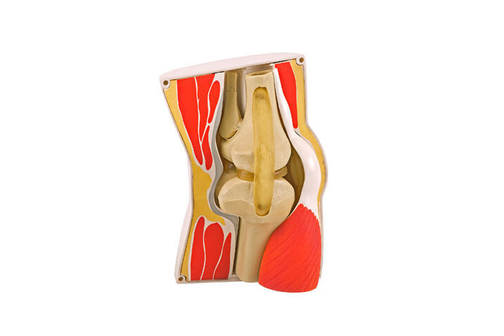 Anatomisches Modell "Knie" in Kapsel
