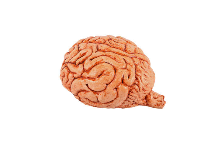 Anatomisches Modell &quot;Gehirn&quot;