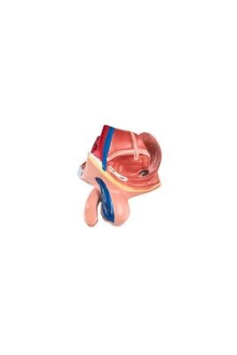 Anatomisches Modell "Urologie" klein