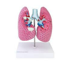 Anatomisches Modell "Lunge"