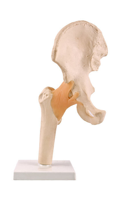 Anatomisches Modell &quot;Beckenknochen&quot;