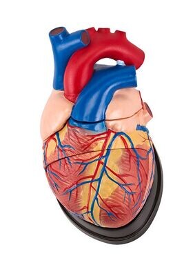 Anatomisches Modell "Herz" groß