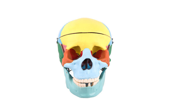 Anatomisches Modell &quot;Schädel&quot; farbig