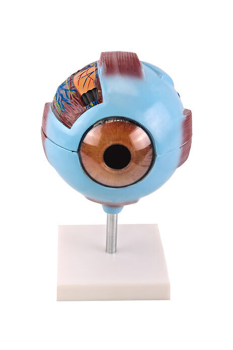 Anatomisches Modell &quot;Auge&quot; auf Ständer