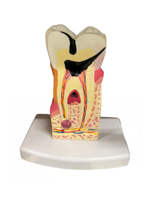 Anatomisches Modell "Zahn"