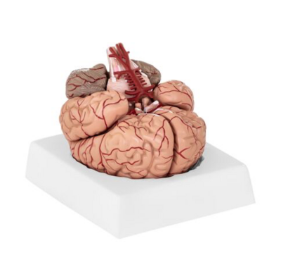 Anatomisches Modell "Gehirn" mehrteilig