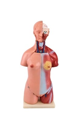 Anatomisches Modell "Körper weilblich"