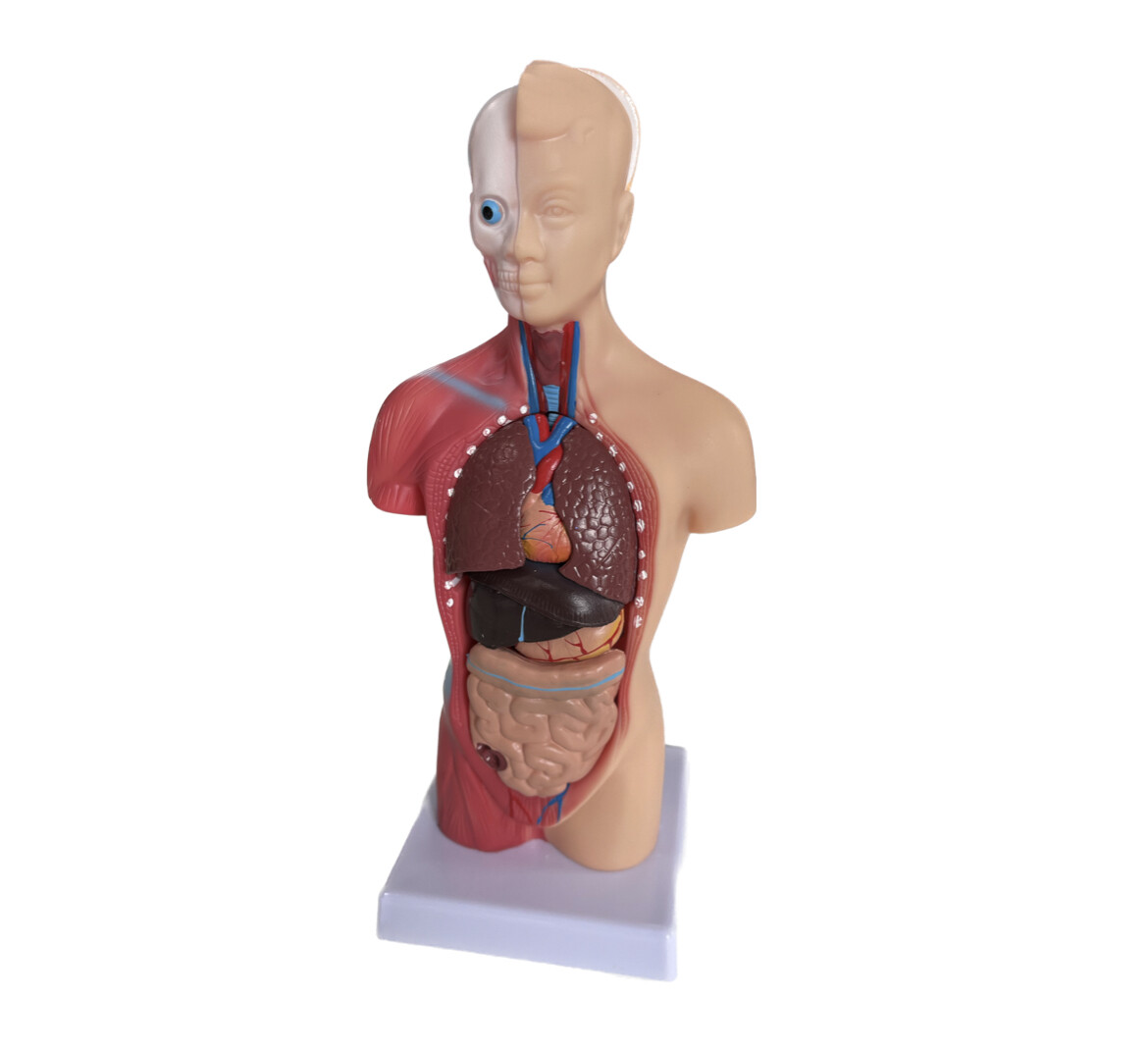 Anatomisches Modell &quot;Körper&quot; II