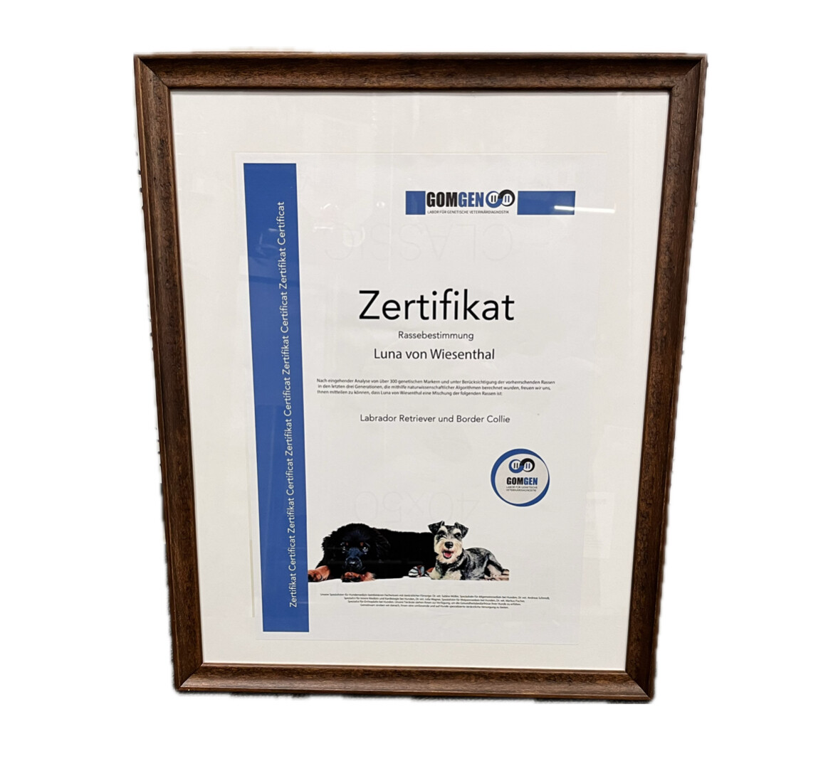 ​Fake Zertifikat Veterinärmedizin