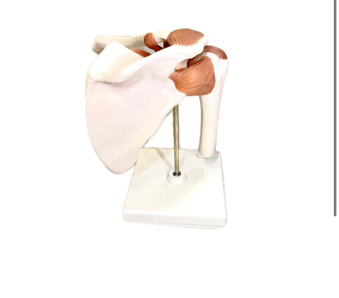 Anatomisches Modell Schulter