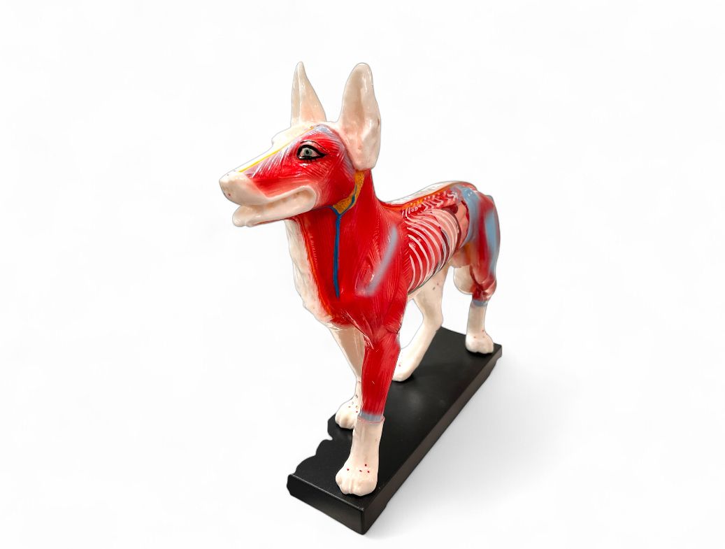 Anatomisches Modell &quot;Hund&quot;