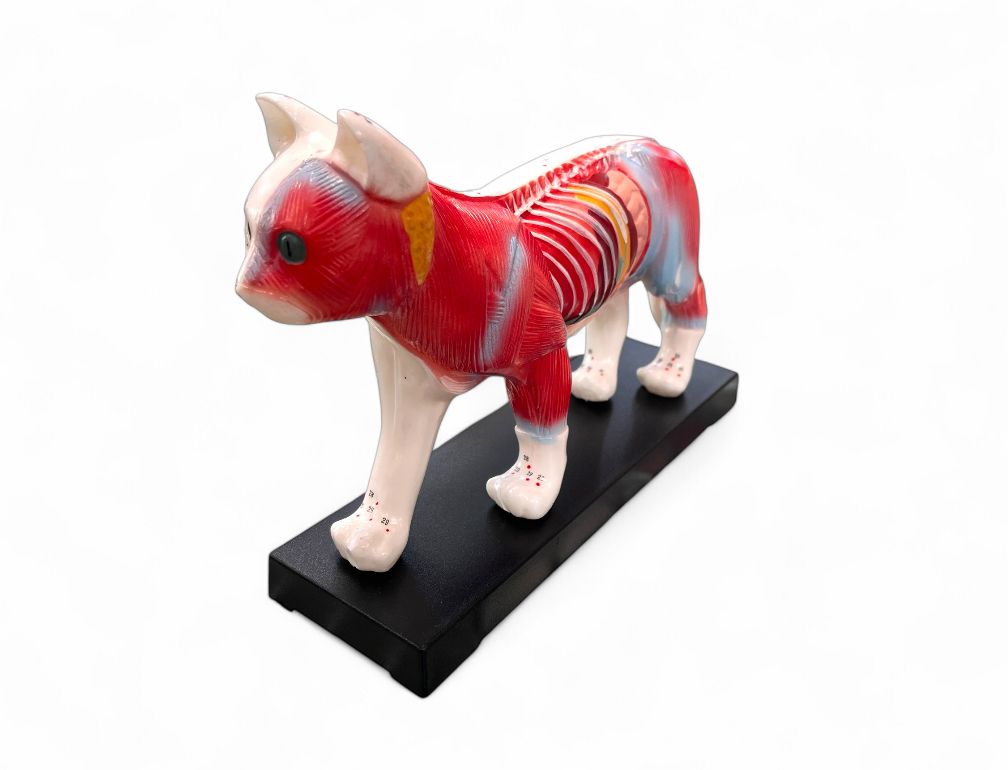 Anatomisches Modell &quot;Katze&quot;