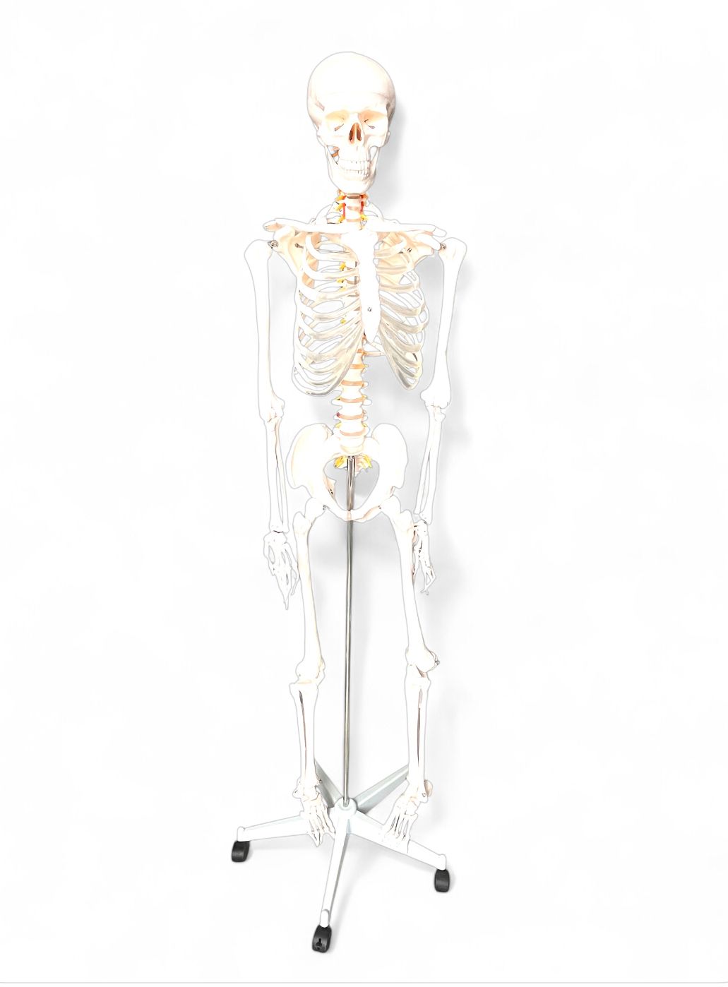 Anatomisches Modell &quot;Skelett&quot;​
