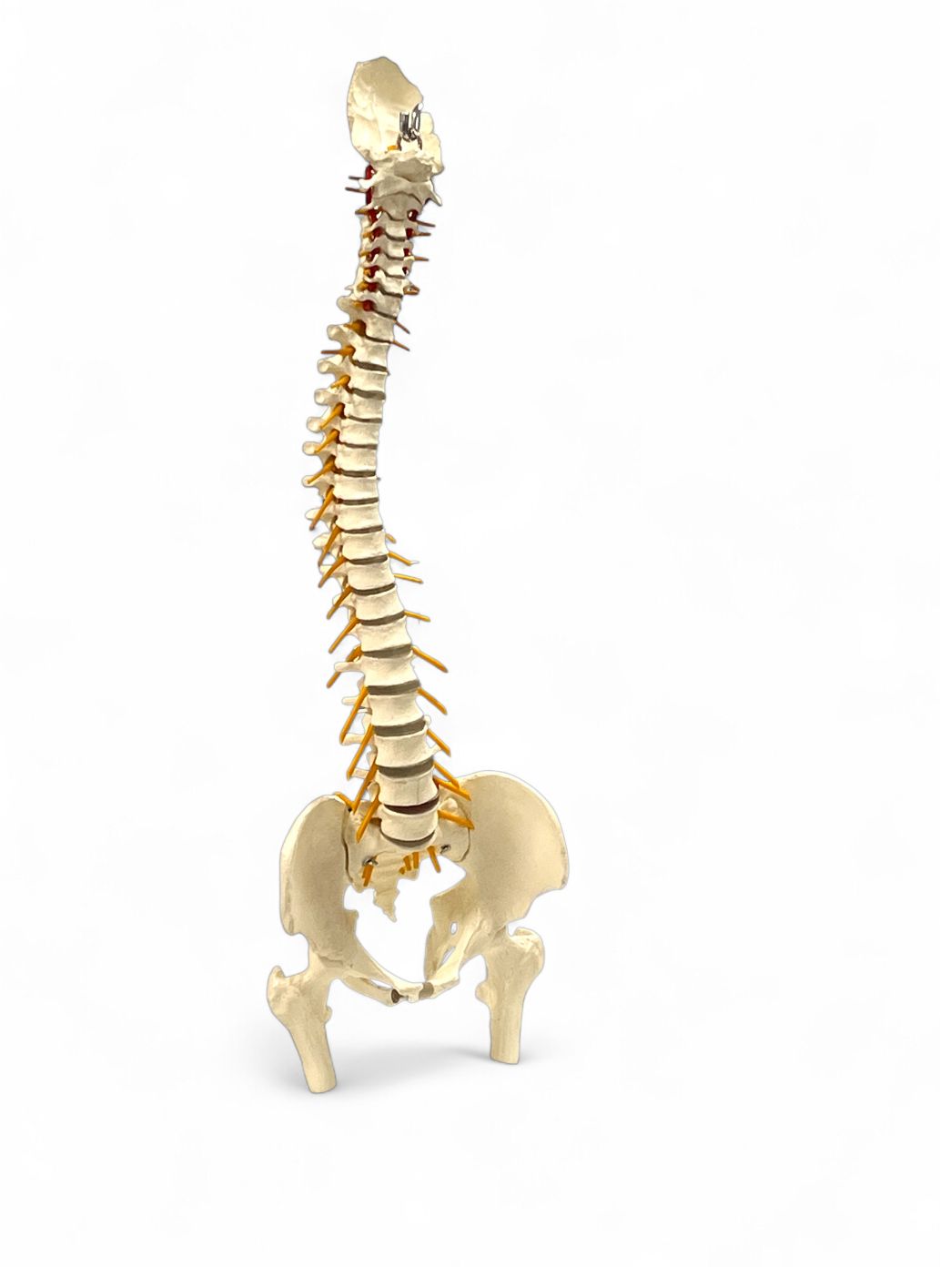 Anatomisches Modell &quot;Wirbelsäule&quot;