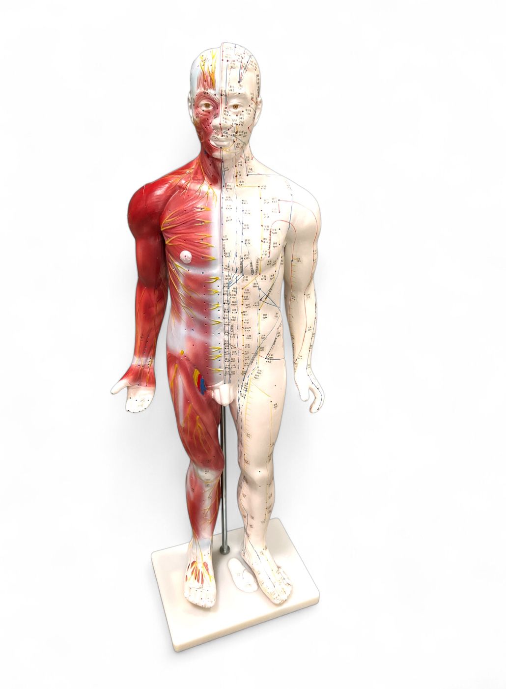 Anatomisches Modell &quot;Akupunktur&quot; Groß