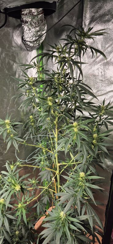 Kurs 1, Grundlagen Cannabisgrow