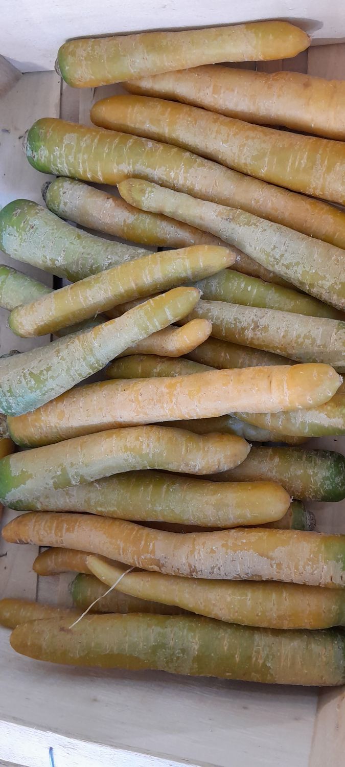 Carotte Jaune