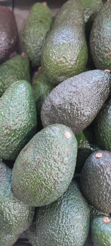 Avocat