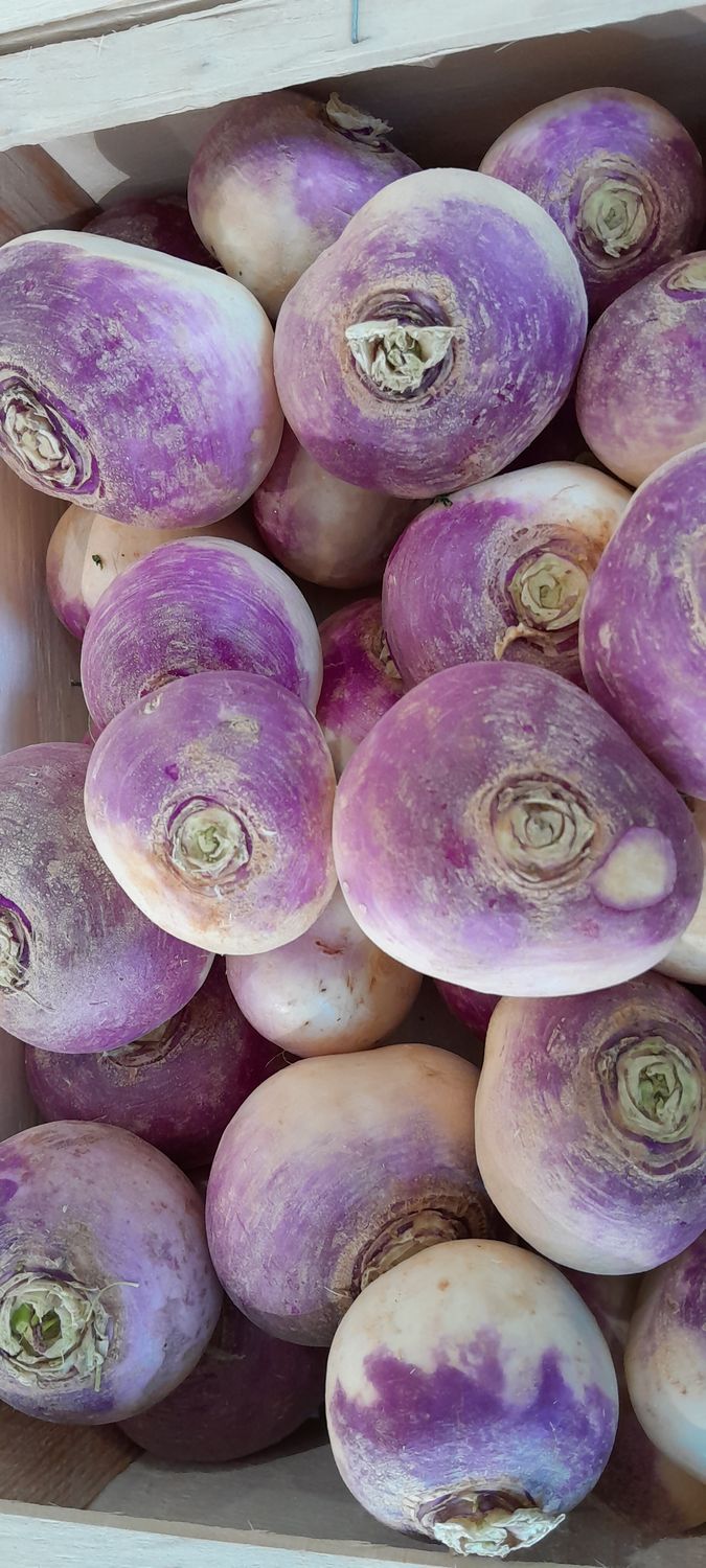 Navet Rave Violet