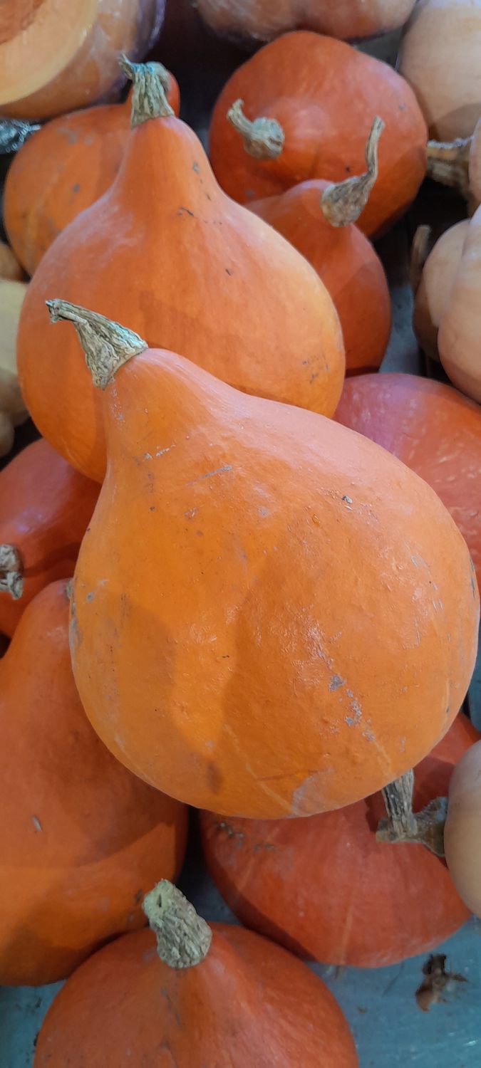 Potimarron