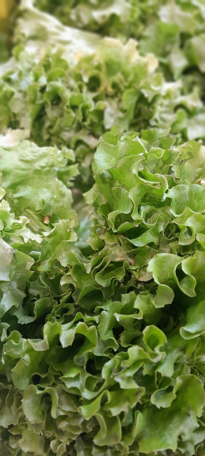 Salade Batavia