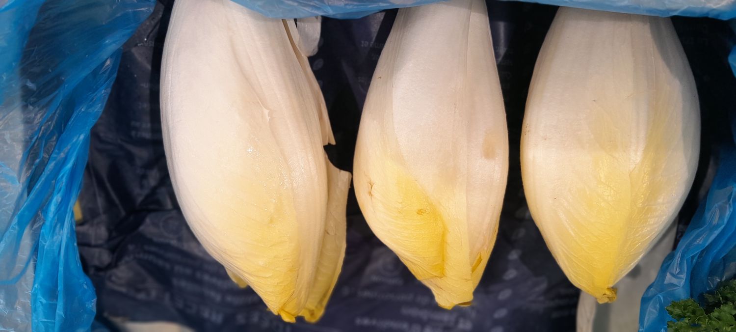 Endive