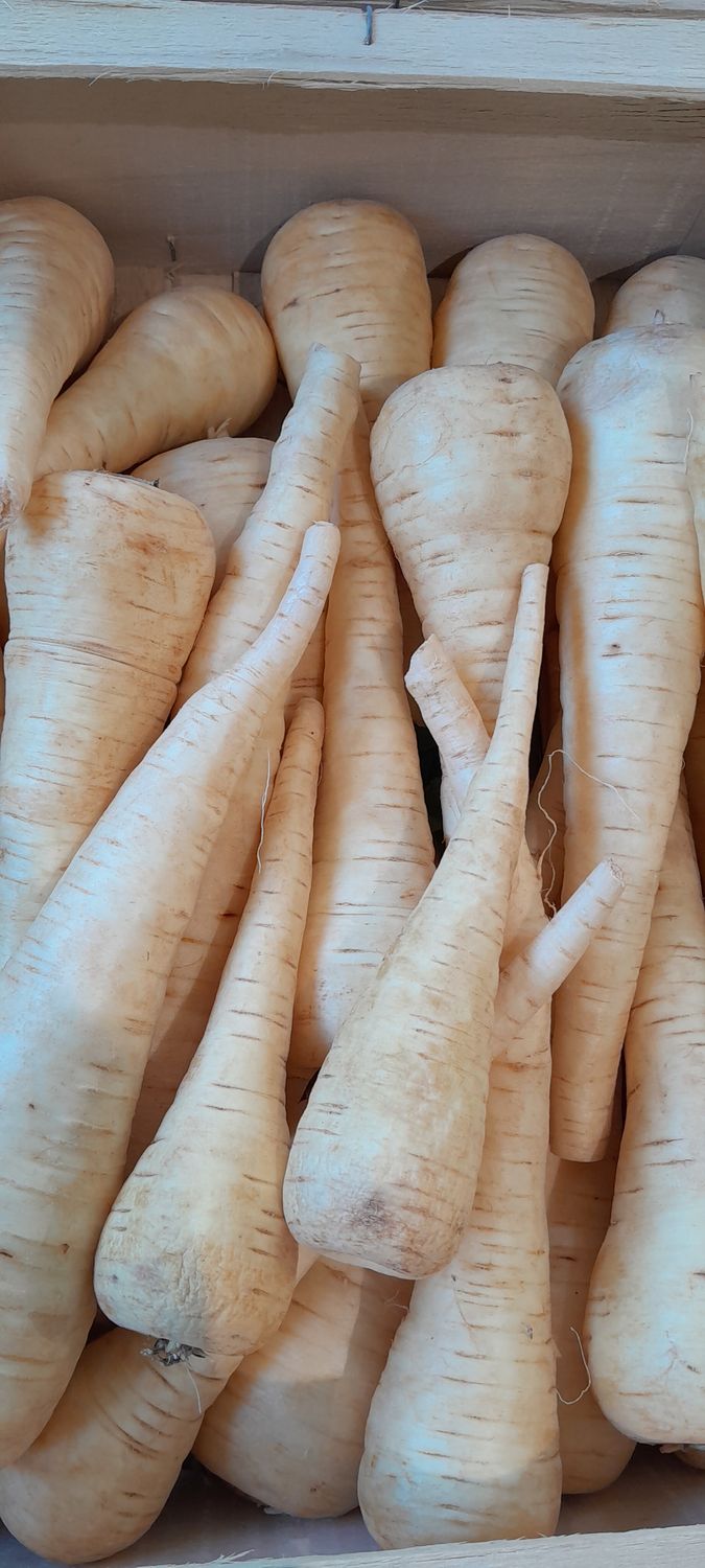 Panais