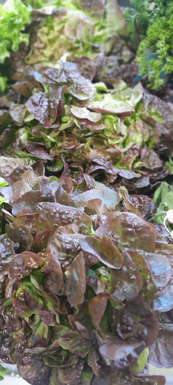 Salade Feuille de Chêne