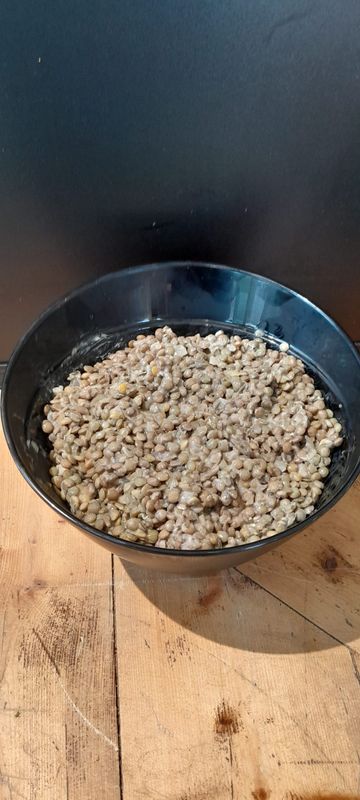 Salade de lentilles aux oignons