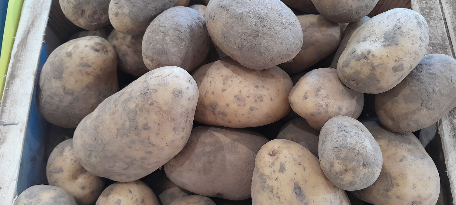 Pomme de terre Bintje (filet de 10kg)