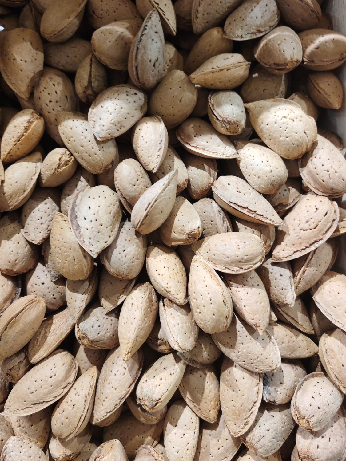 AMANDES COQUES