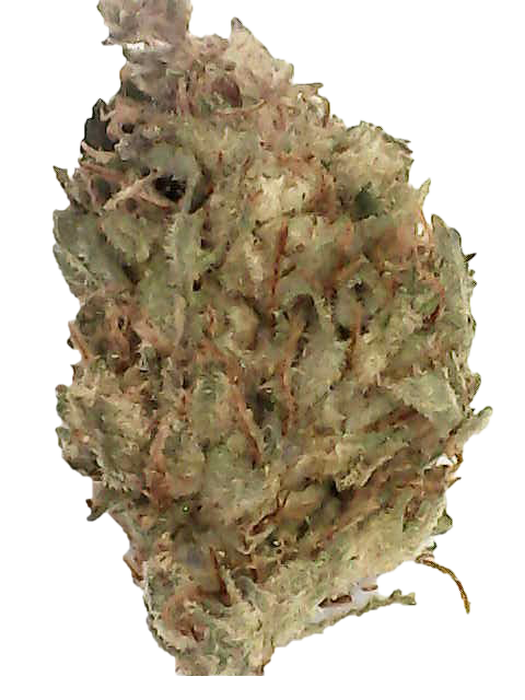 Pedanios 22/1 Ghost Train Haze Pedanios 22/1 Ghost Train Haze