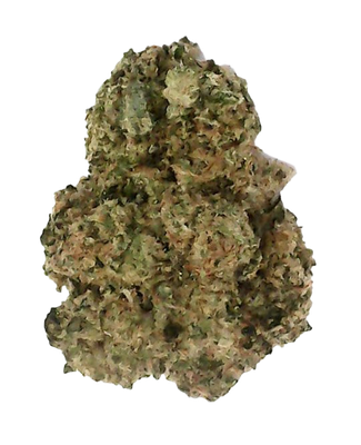 Sativa