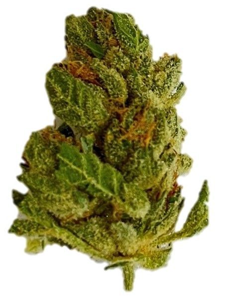 420 Natural 22/1 CA GG4 Gorilla Glue