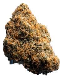 enua 22/1 BNM CA Banana Mints