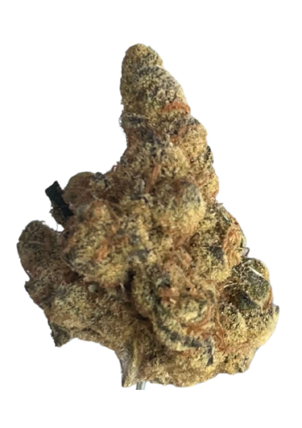 Beacon WP T24 Blueberry Pancakes Beacon WP T24 Blueberry Pancakes