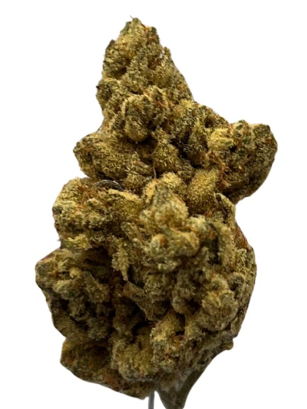 Barongo 28/1 DR El Jefe Barongo 28/1 DR El Jefe