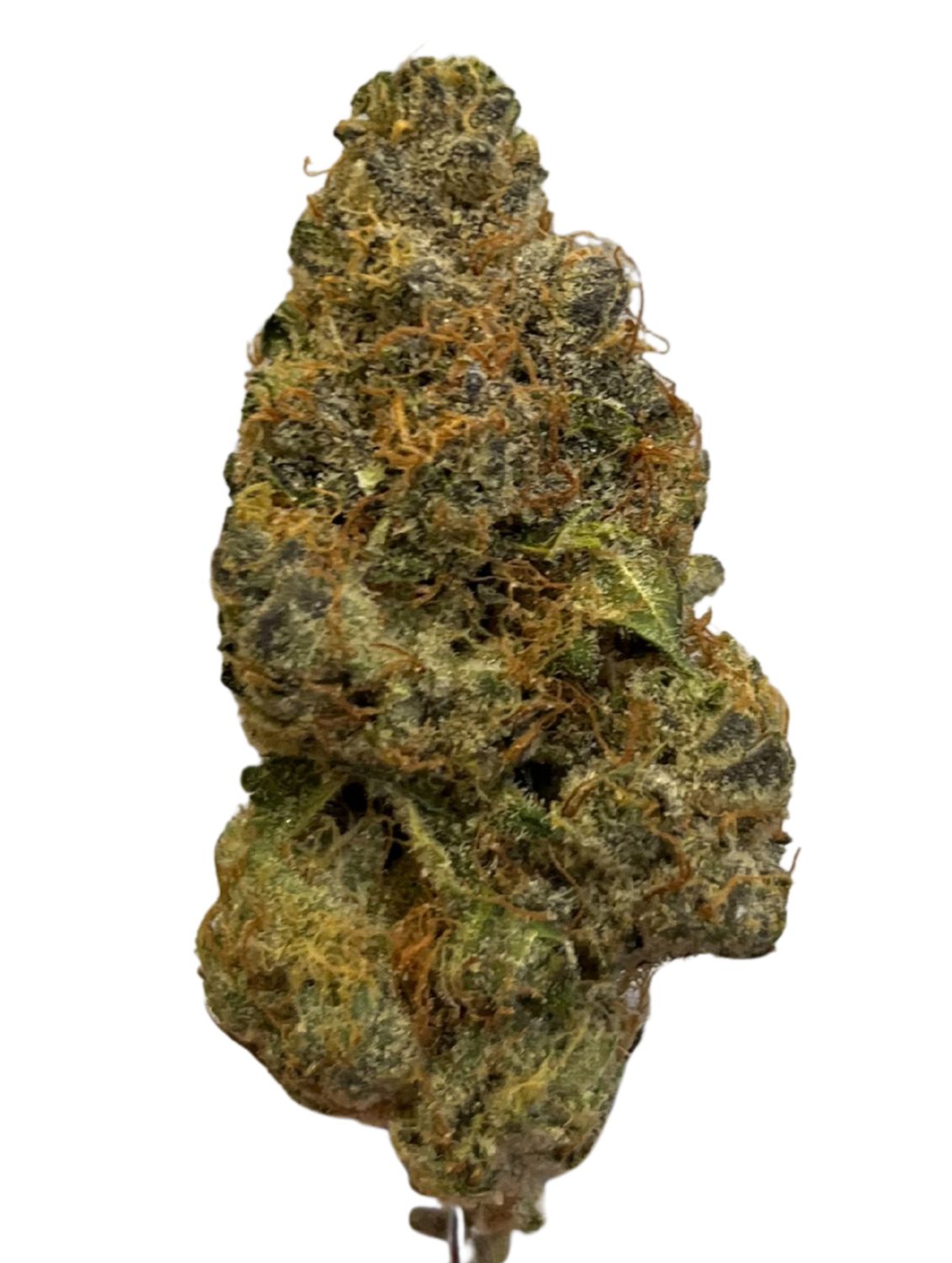 Avaay 31/1 OGC Ocean Grown Cookies