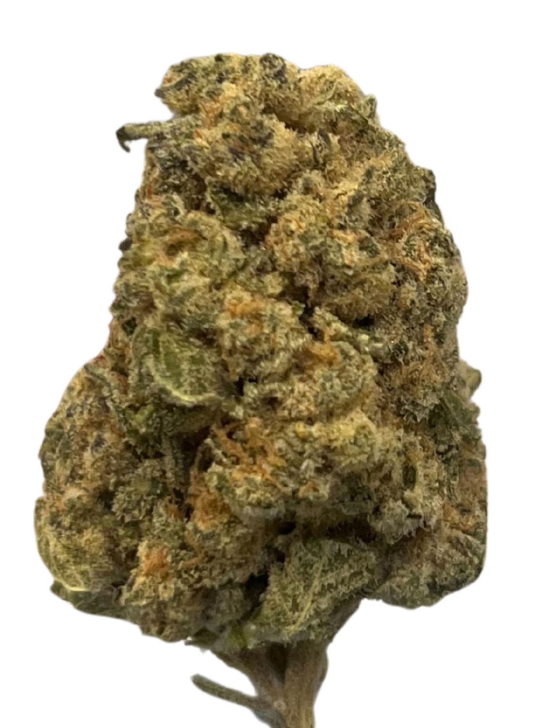 Oceanic BL 25/1 Black Lavender