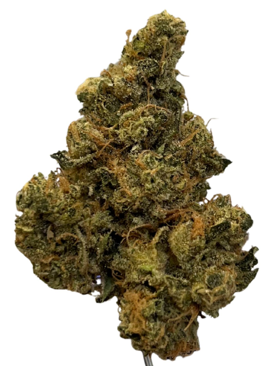 Amici 28/1 GB Godberry