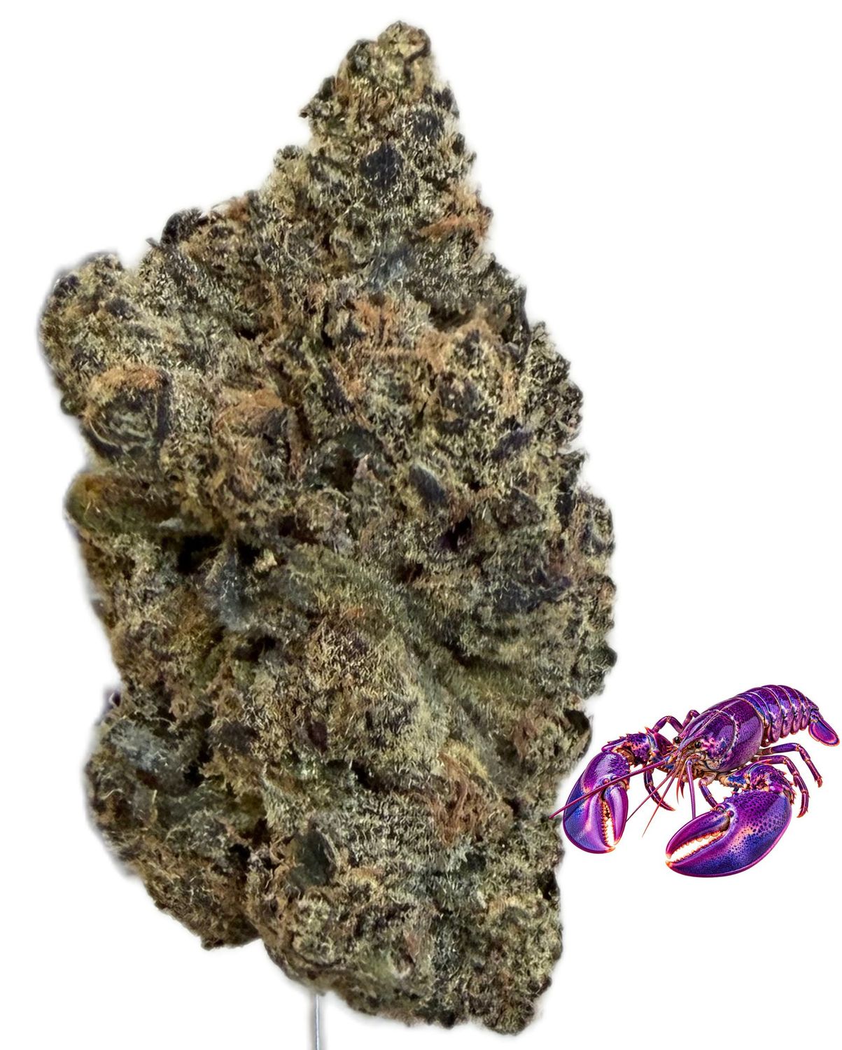 enua 25/1 PLB CA Purple Lobster enua 25/1 PLB CA Purple Lobster