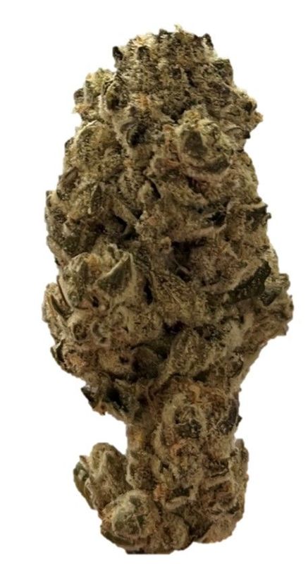 enua 22/1 BCP CA  Black Cherry Punch