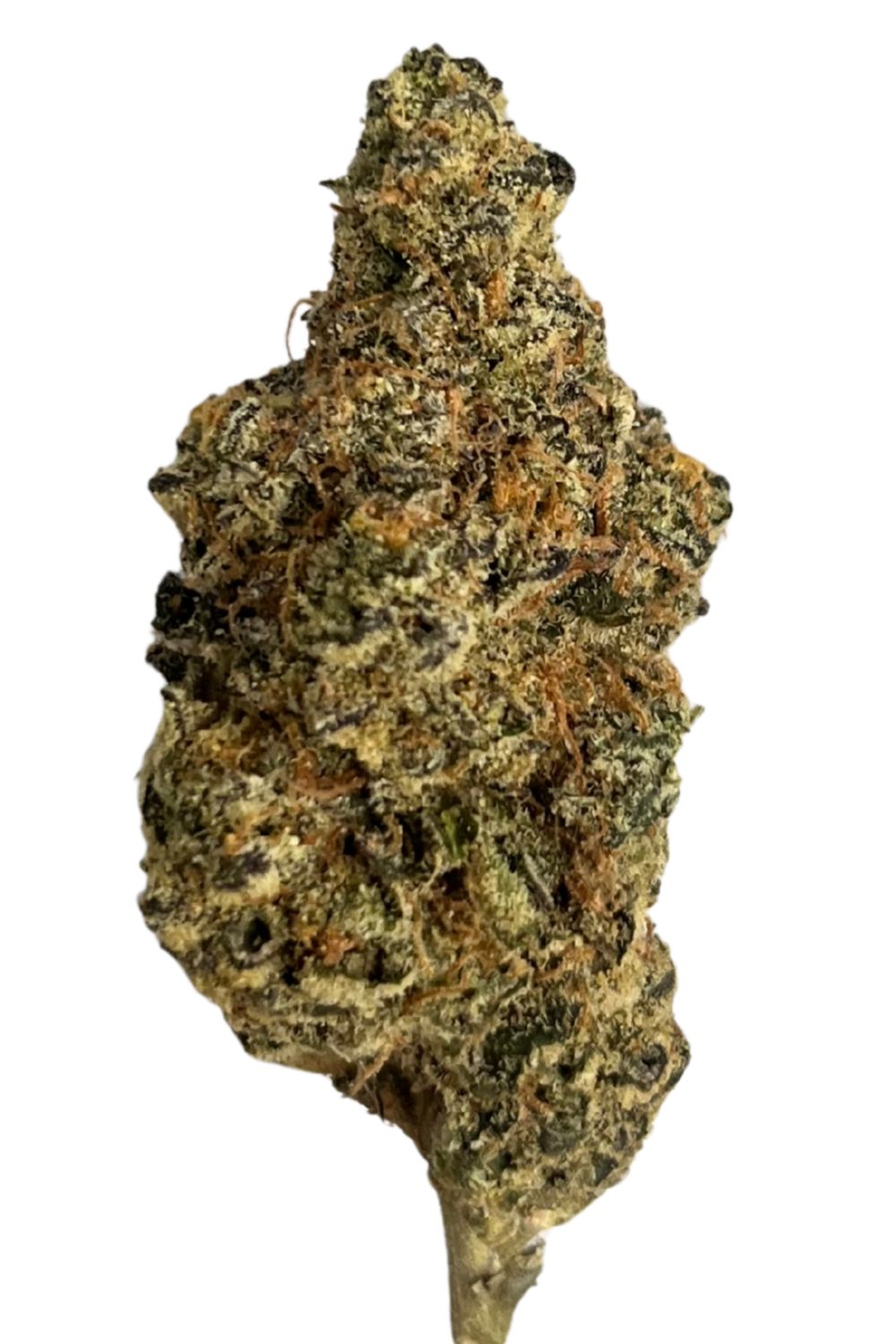 Bathera THC akut OHS 25/1 Sherb Fritter