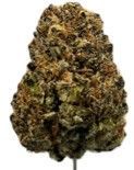 enua 25/1 CBC Citron Biker Cookies