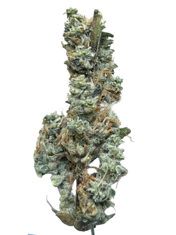 Bathera 25/1 GMO smalls Bathera 25/1 GMO smalls