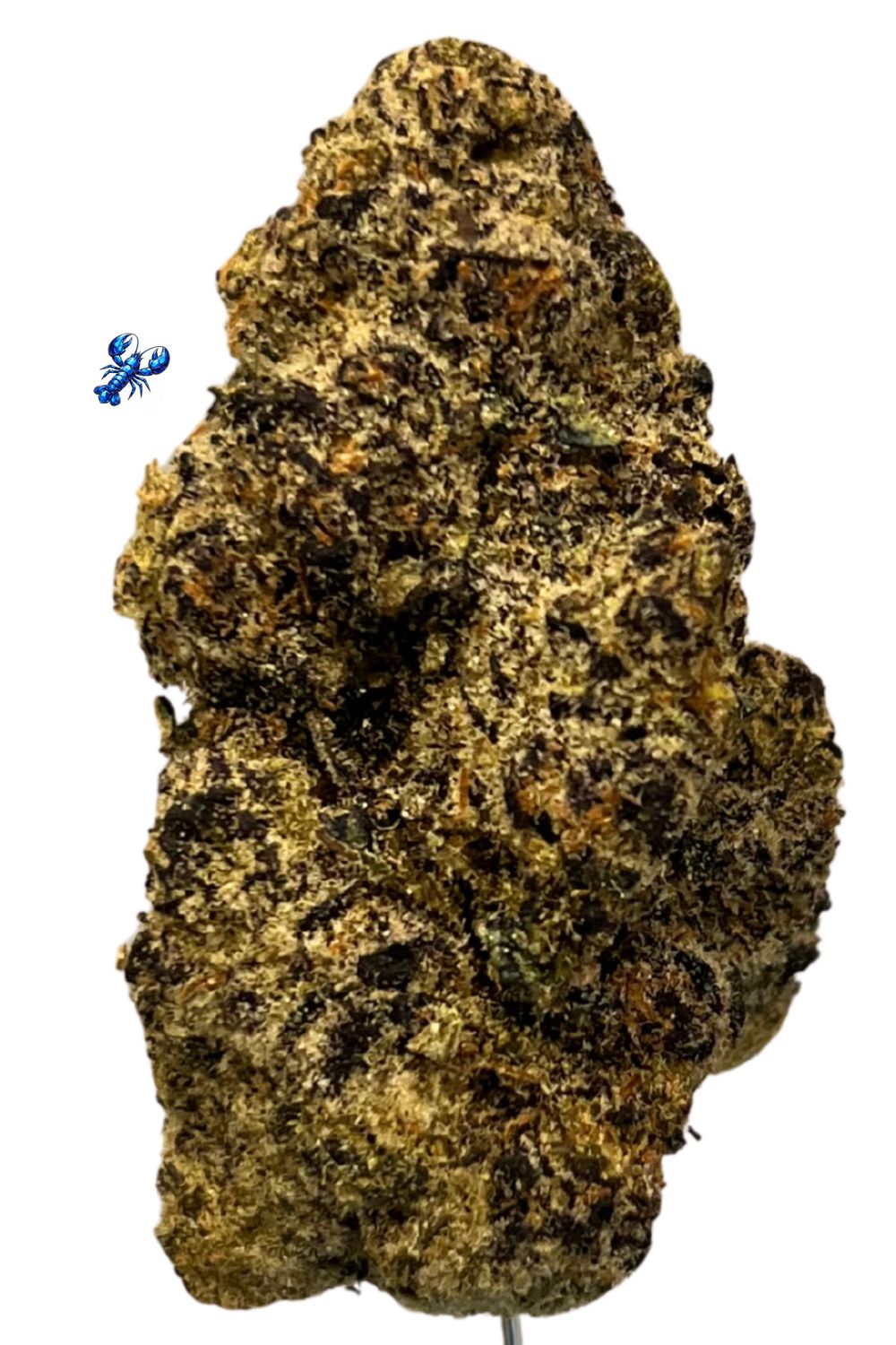 Vasco x Cipher Blue Lobster