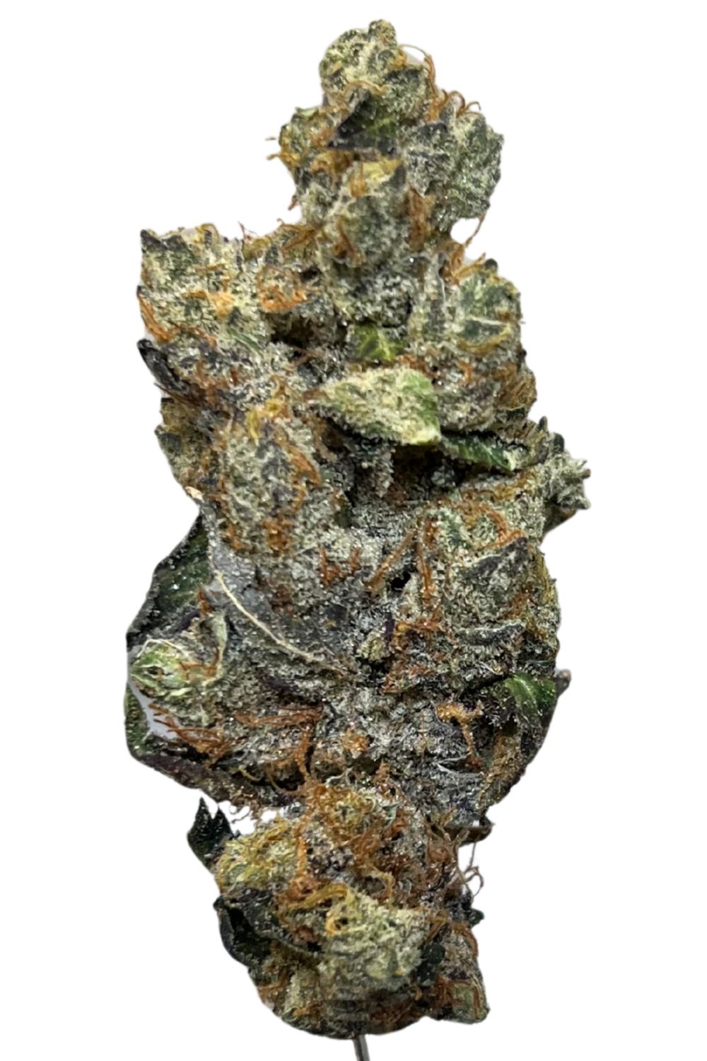 enua 33/1 GSG Girl Scout Garlic